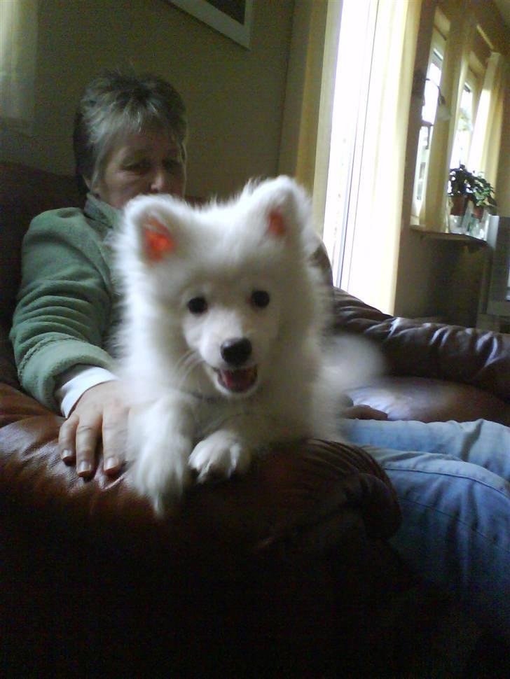 Japansk spids balou i himmelen 2008 :(  billede 13