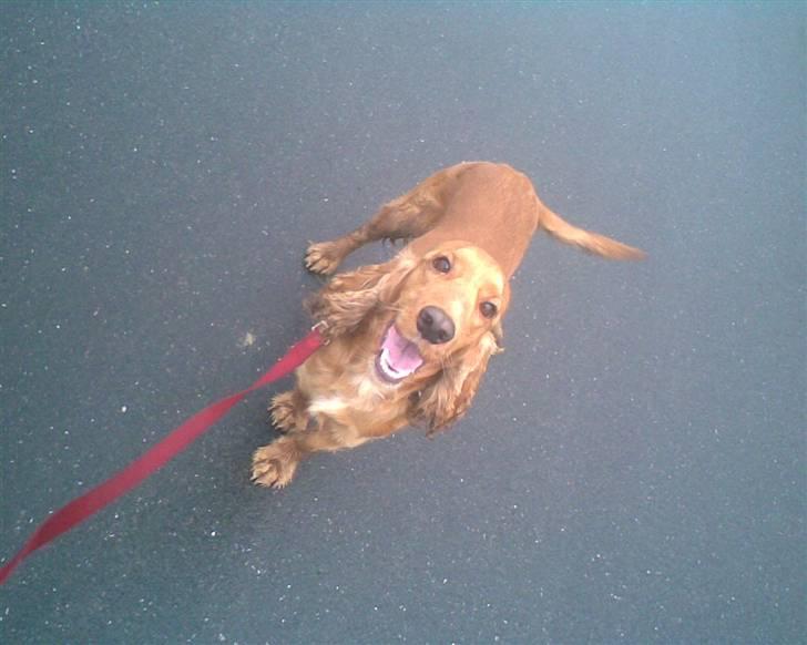 Cocker spaniel Sif  *SOLGT billede 8