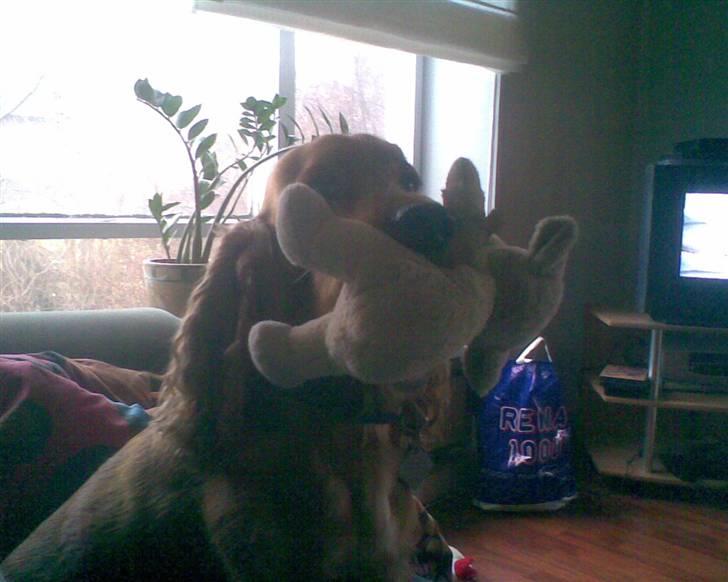 Cocker spaniel Sif  *SOLGT billede 9