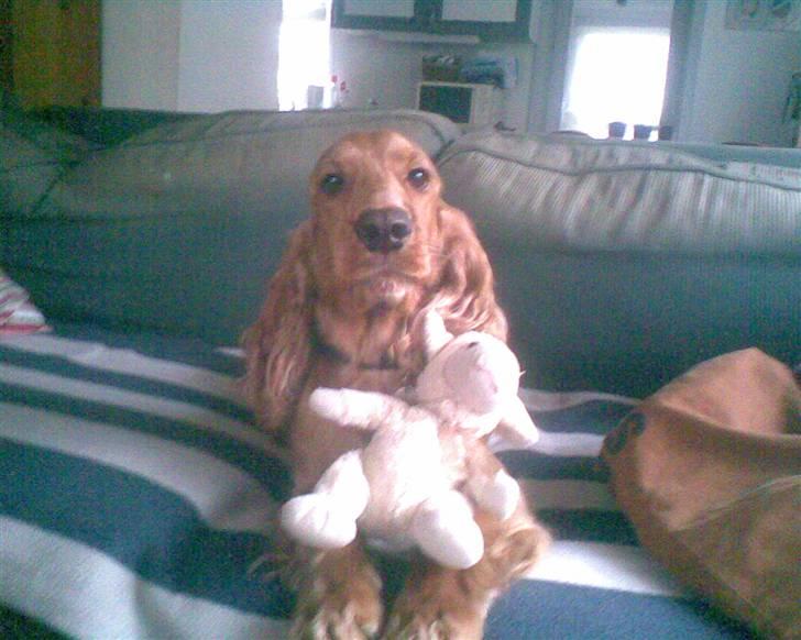 Cocker spaniel Sif  *SOLGT billede 10