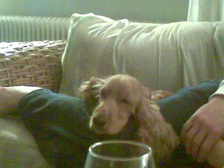 Cocker spaniel Sif  *SOLGT billede 11