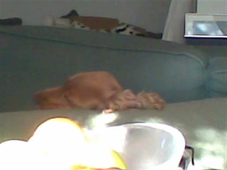 Cocker spaniel Sif  *SOLGT billede 12