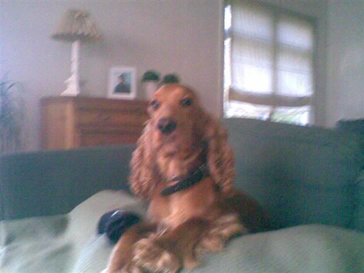 Cocker spaniel Sif  *SOLGT billede 13