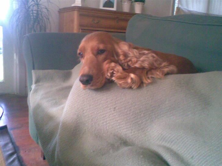 Cocker spaniel Sif  *SOLGT billede 14