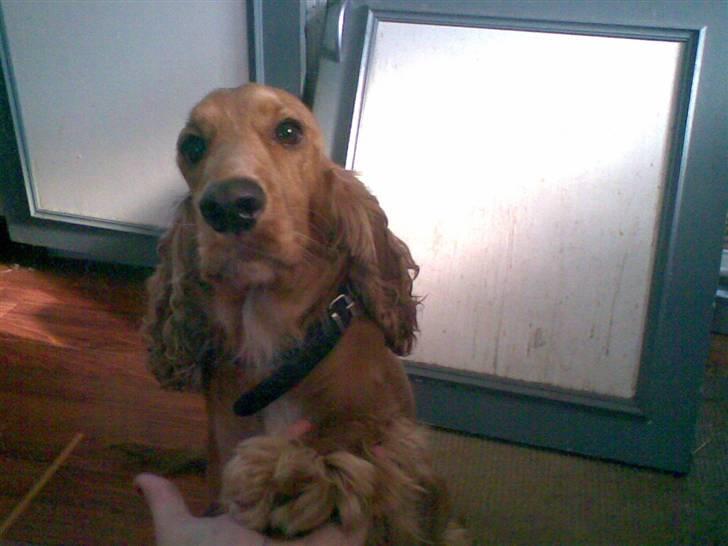 Cocker spaniel Sif  *SOLGT billede 15