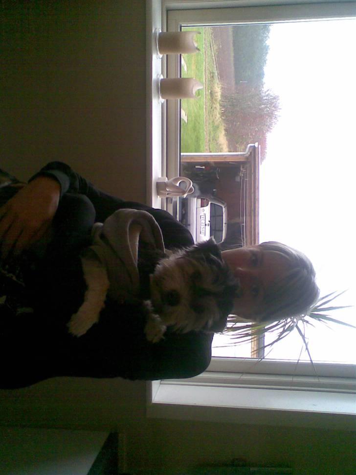 Bichon havanais sir Cody - det er så mig og ody billede 1