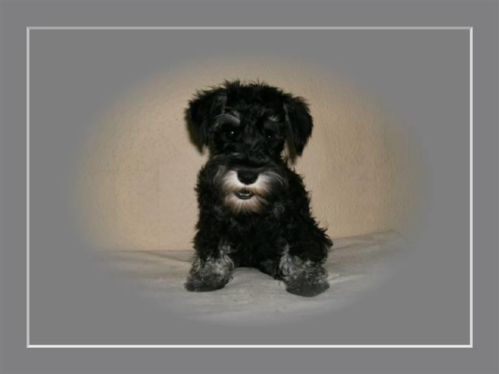 Dvaergschnauzer Yasmin billede 1