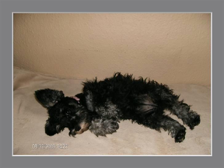 Dvaergschnauzer Yasmin billede 2