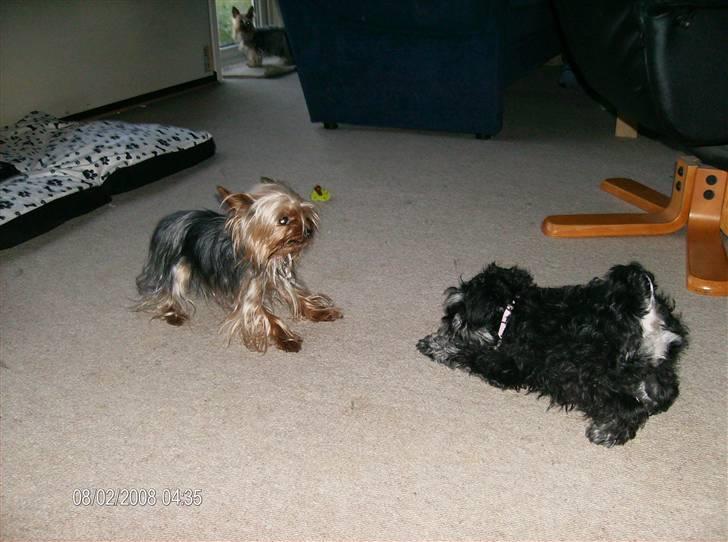 Dvaergschnauzer Yasmin billede 3