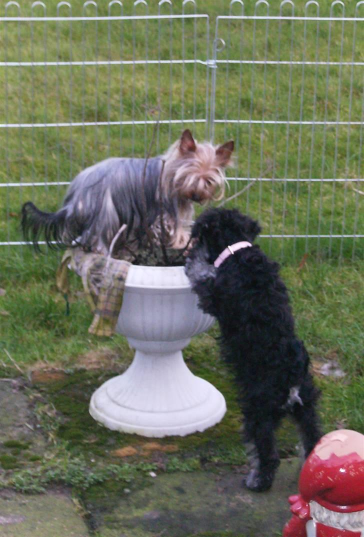 Dvaergschnauzer Yasmin billede 4