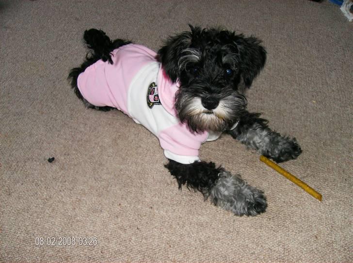 Dvaergschnauzer Yasmin billede 5