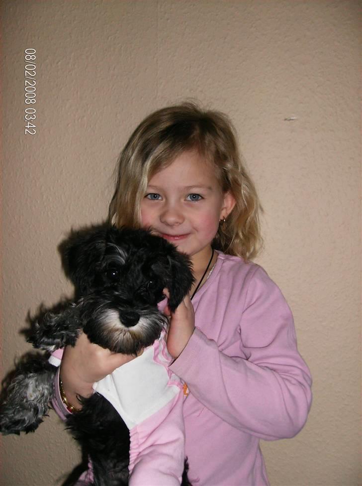 Dvaergschnauzer Yasmin billede 6