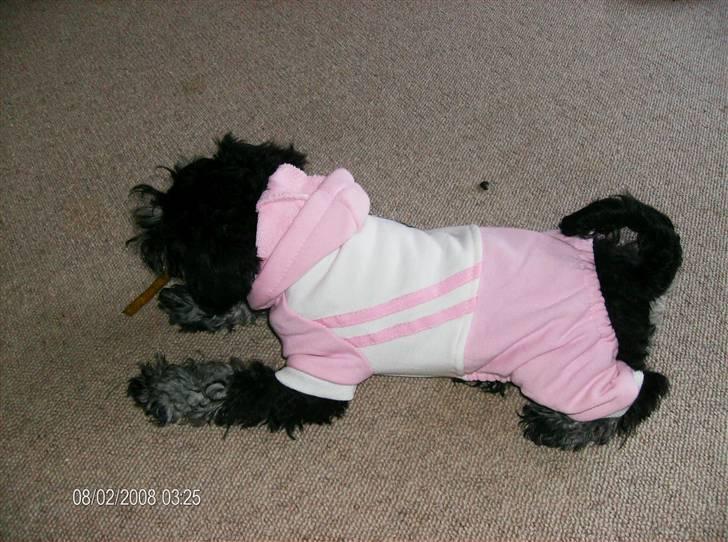 Dvaergschnauzer Yasmin billede 7