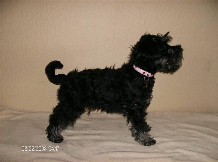 Dvaergschnauzer Yasmin billede 8