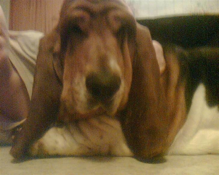 Basset hound Ibrahim DØD billede 11
