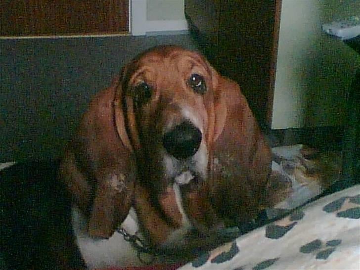 Basset hound Ibrahim DØD - Hvad siger du? billede 12