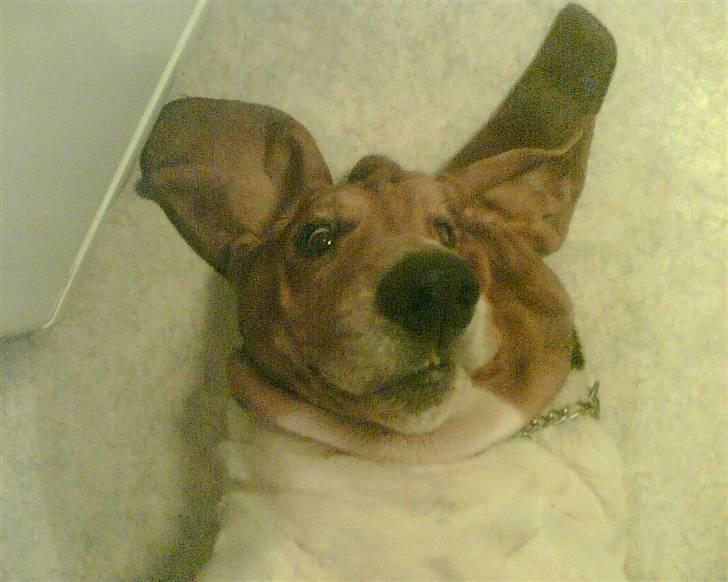 Basset hound Ibrahim DØD billede 13