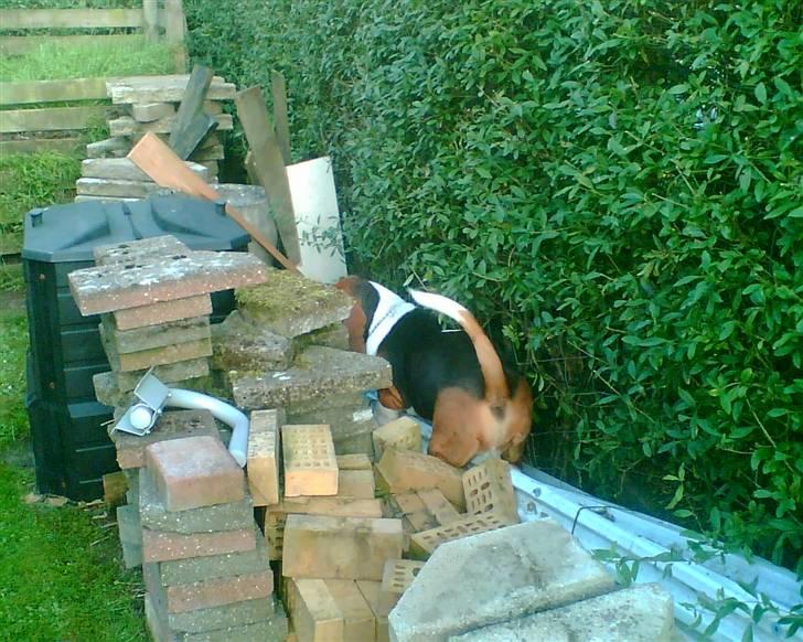 Basset hound Ibrahim DØD - Hmm hvordan kommer man ud på den anden side... billede 14