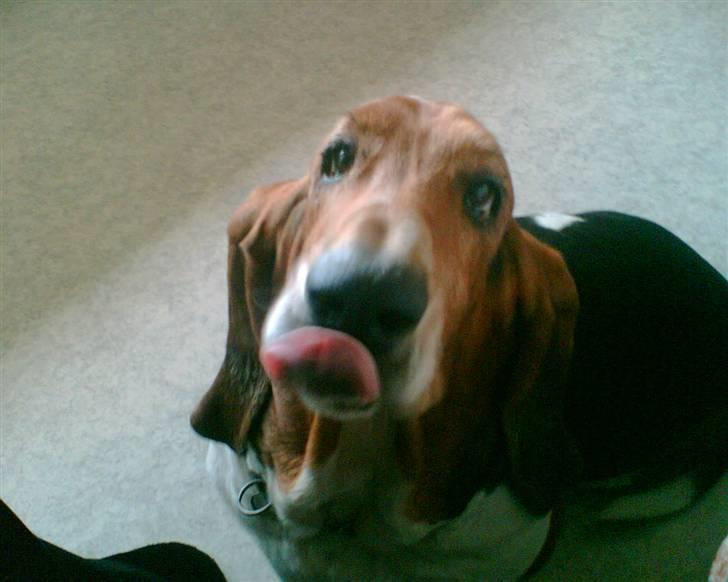 Basset hound Ibrahim DØD - MAD mad mad maaadddd.... billede 15