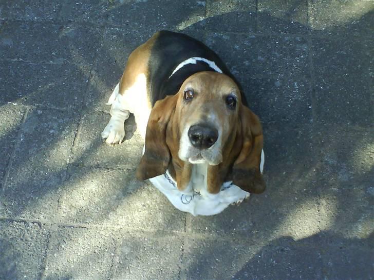 Basset hound Ibrahim DØD billede 16