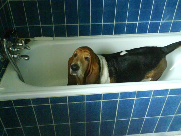 Basset hound Ibrahim DØD - Puha øv i bad ikke sjovt... billede 17