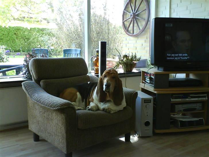 Basset hound Ibrahim DØD - MIN stol :) billede 18
