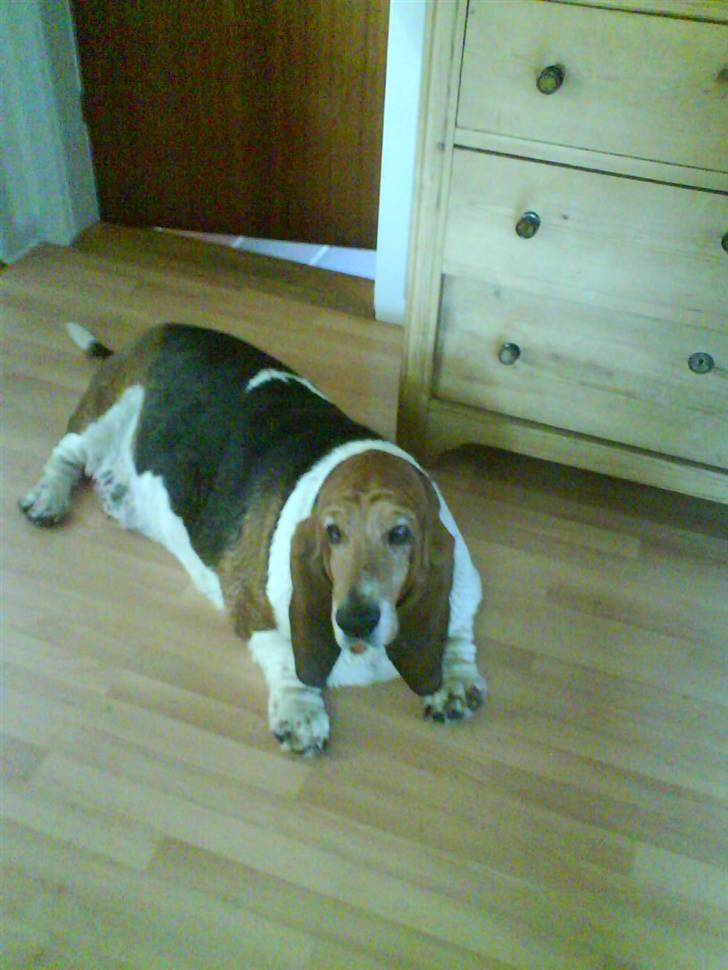Basset hound Ibrahim DØD billede 19