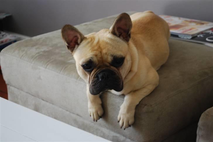 Fransk bulldog Milo billede 2
