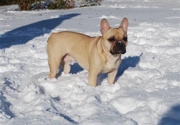 Fransk bulldog Milo billede 3