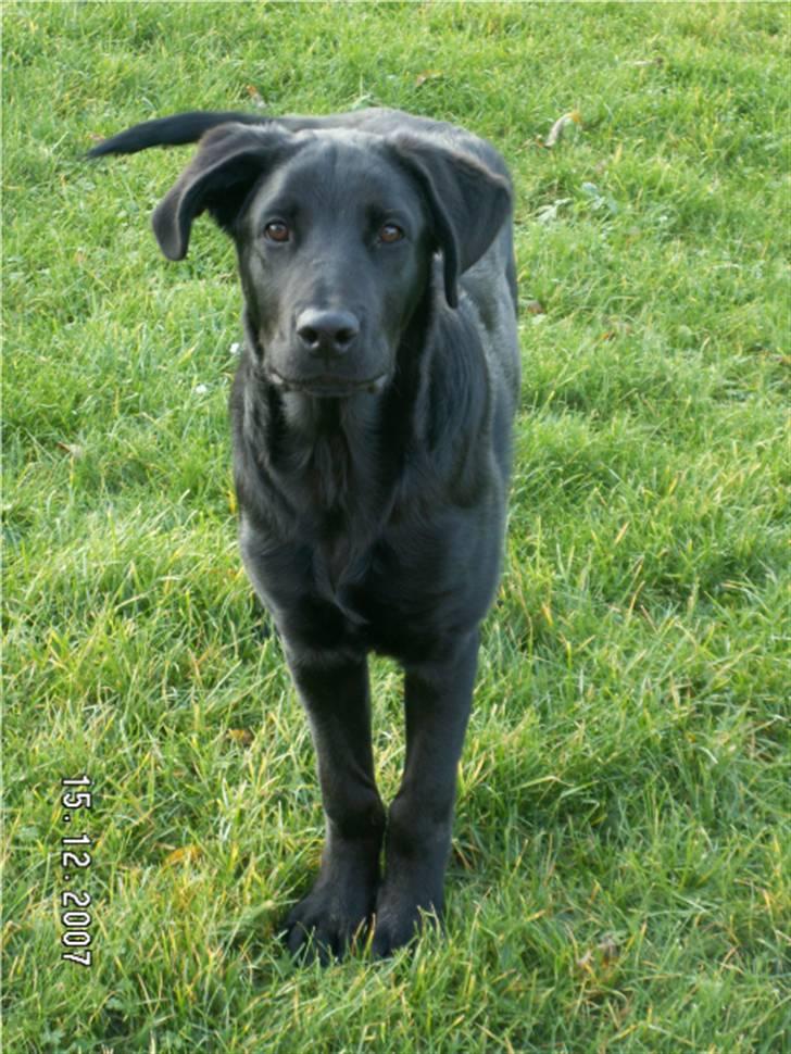 Blanding af racer Charlie billede 1