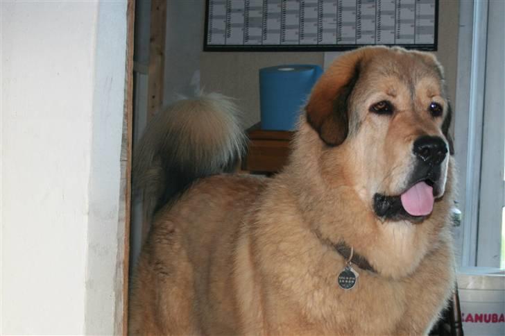 Tibetansk mastiff Monty - R.I.P. billede 1