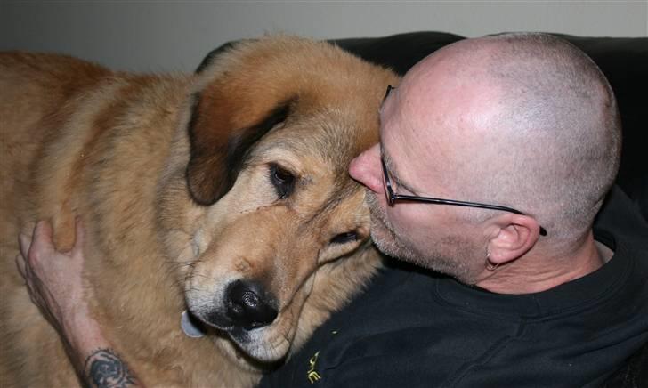 Tibetansk mastiff Monty - R.I.P. - Selv om man er stor kan jo godt have brug for en kæler.....  NYT 25.12.08 billede 2