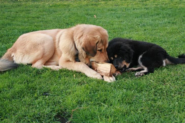 Tibetansk mastiff Monty - R.I.P. billede 4