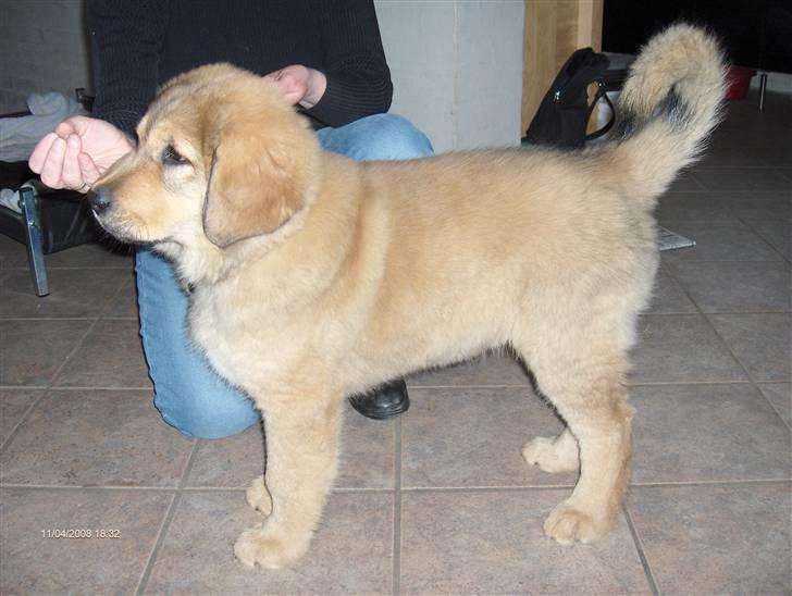 Tibetansk mastiff Monty - R.I.P. - 3 måneder gammel billede 5