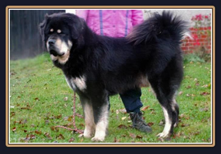 Tibetansk mastiff Monty - R.I.P. - Min far billede 7