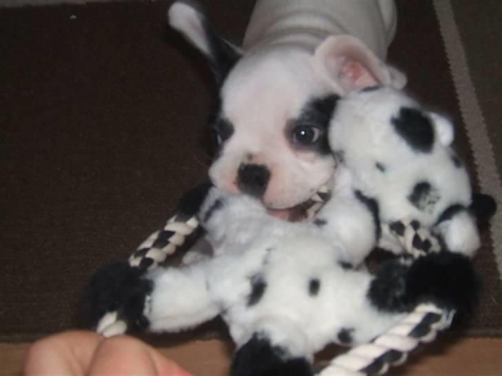 Fransk bulldog Pelle - Århg, det her er mit bedste legetøj :D billede 4