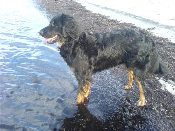 Hovawart Aros billede 1