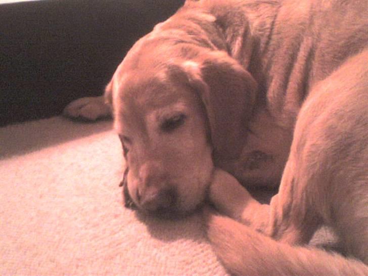 Labrador retriever Sally billede 18