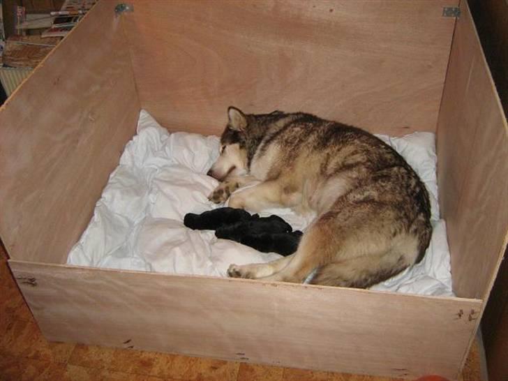 Alaskan malamute denali sunrise kald: desi - desi efter at have overrasket mor og far med en uventet gave på tre stk hvalpe billede 10