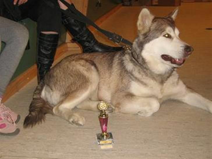 Alaskan malamute denali sunrise kald: desi - så kom cac certifikatet billede 11