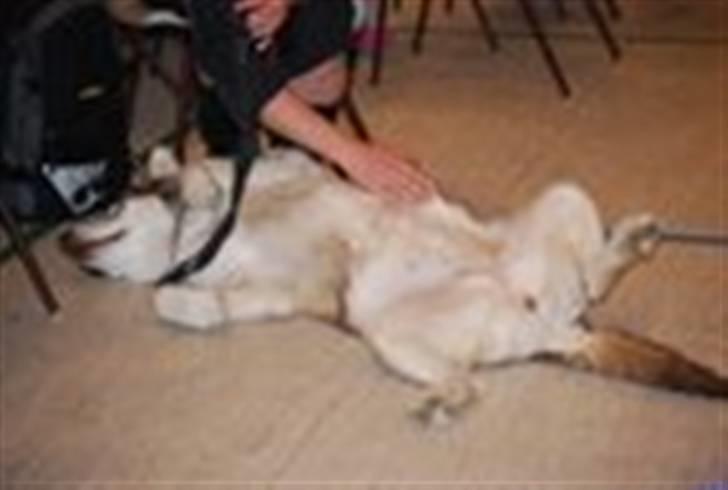 Alaskan malamute denali sunrise kald: desi - nyder at være på udstilling billede 12