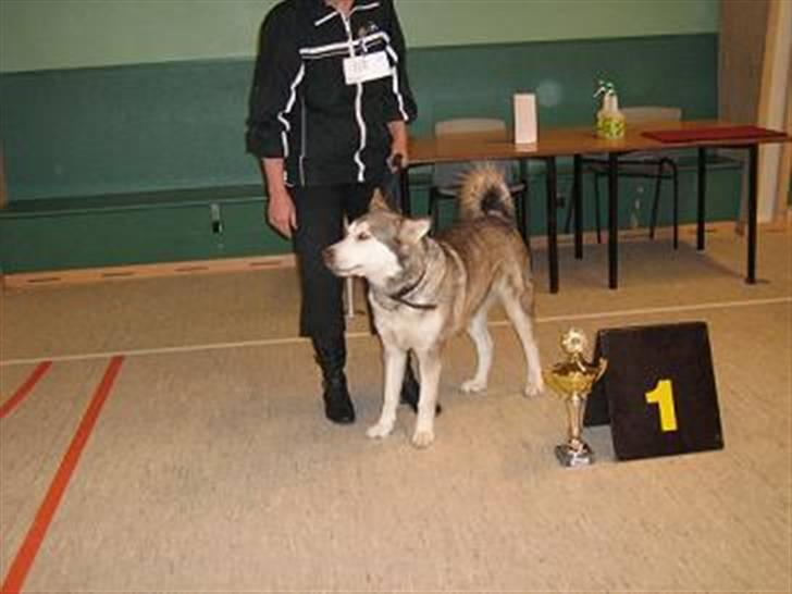 Alaskan malamute denali sunrise kald: desi - så kom også bis´en i hus   (best in show) billede 13