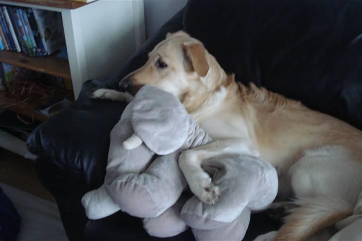 Blanding af racer rex  billede 11