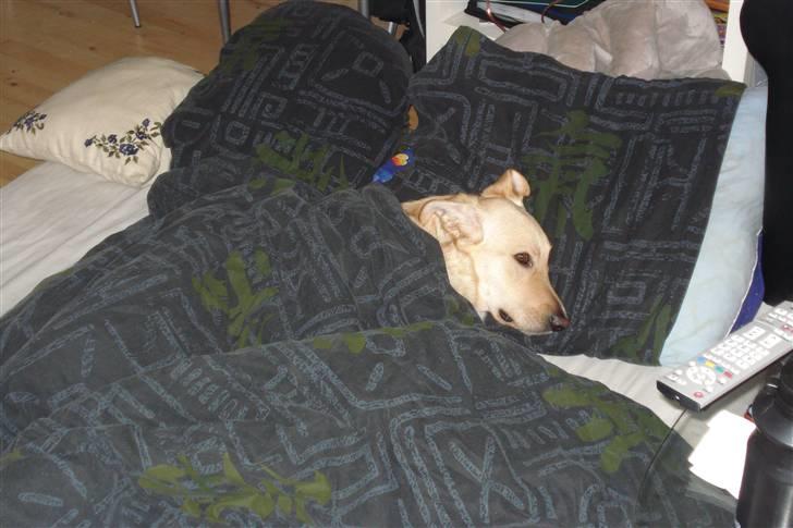 Blanding af racer rex  - sover i mor og farS seng det er godt og sove der billede 12