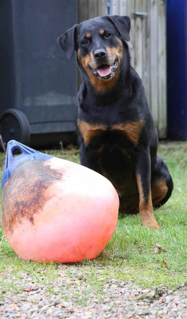 Rottweiler Tazja, fattiggårdens Foxy - Hej, jeg hedder Tazja, tak fordi i kiggede forbi :-D billede 3