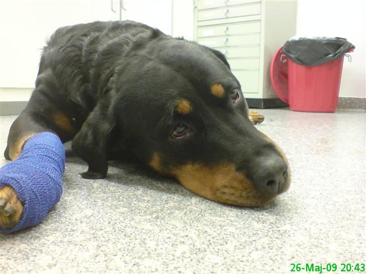 Rottweiler Tazja, fattiggårdens Foxy - En lettere bedøvet tazja :-( billede 4