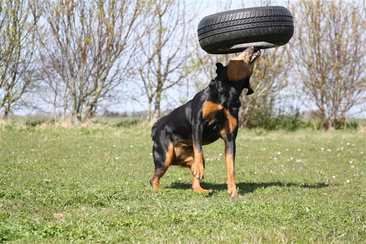Rottweiler Tazja, fattiggårdens Foxy - Elsker at lege med dæk :-D billede 5
