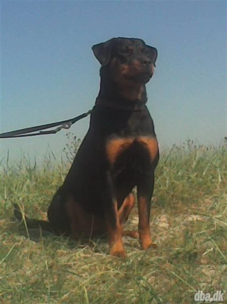 Rottweiler Tazja, fattiggårdens Foxy - Et af billederne fra salgsannoncen som gjorde at vi faldt for hende. billede 6