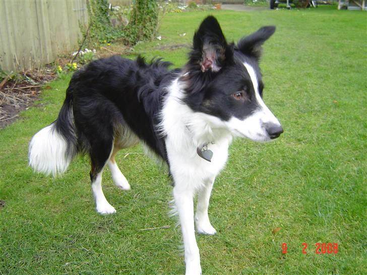 Border collie Champ - Jeg fylder 9 mdr idag billede 18