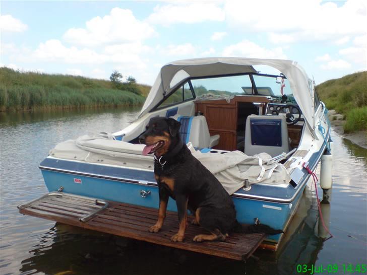 Rottweiler Tazja, fattiggårdens Foxy - Tazja med ude at sejle. Holder lige en pause med badning :-D billede 8